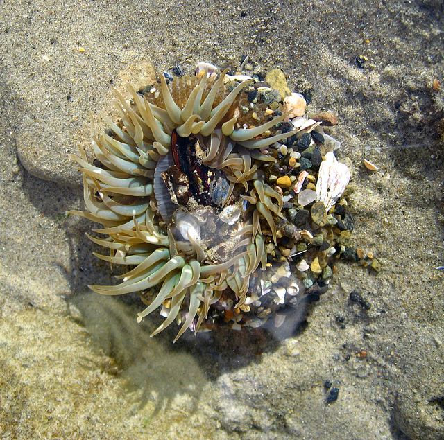 Sea Anemone (1354)