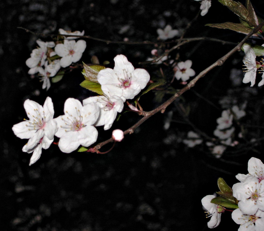 Night blossom