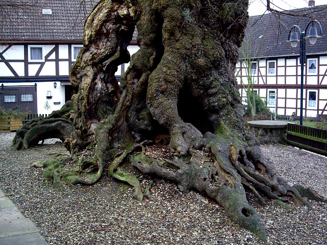 very old lime tree (more see my blog) / die dicke Linde von Upstedt