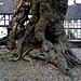 very old lime tree (more see my blog) / die dicke Linde von Upstedt