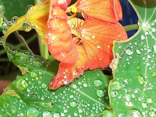 Raindrops on these flowers are brilliant