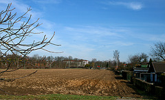 03 cornfield in march