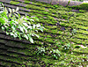 Mossy roof