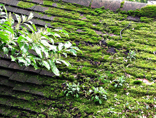 Mossy roof