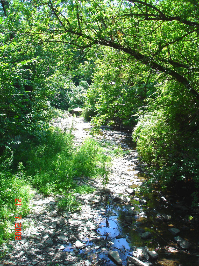 Wood stream / Ruisseau de boisé
