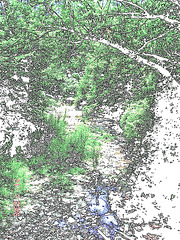 Wood stream  /  Ruisseau de petit boisé - Colourful outlines / Contours de couleur avec photofiltre