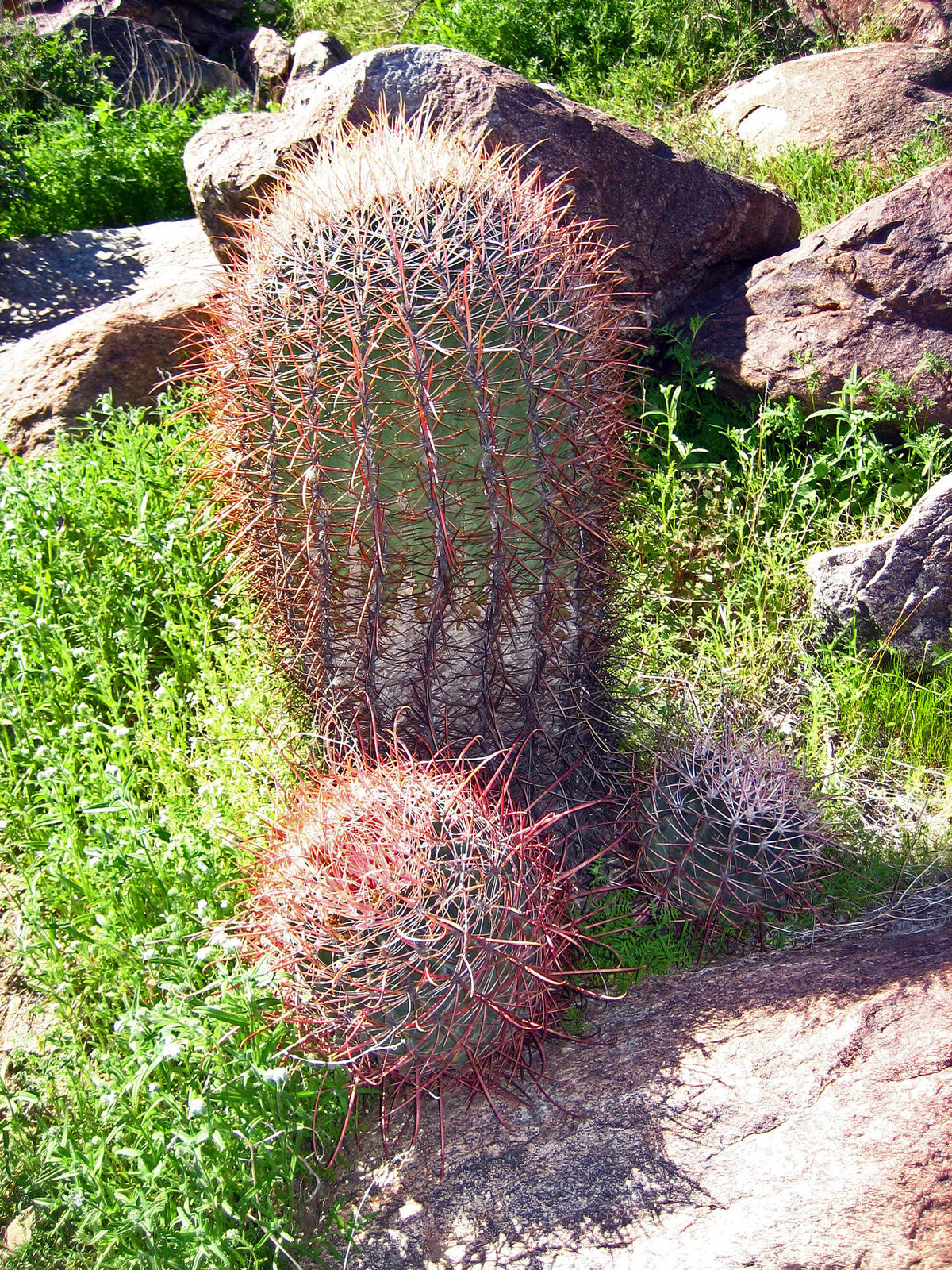 Barrel Cactus (9104)