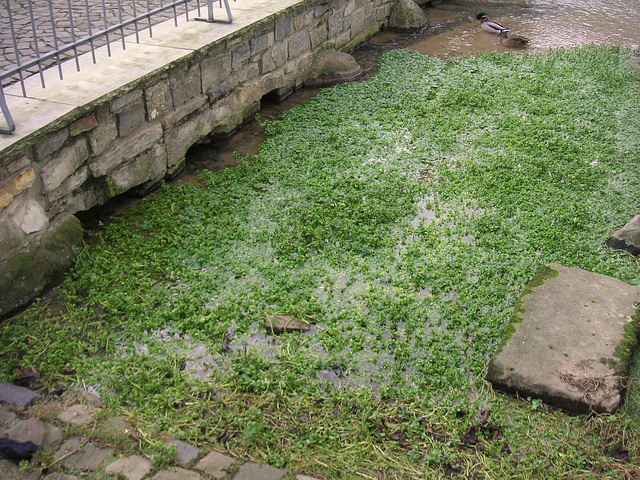 fontoj - Quellen - sources- springs