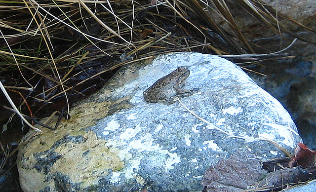 Tiger Creek Frog (9099)