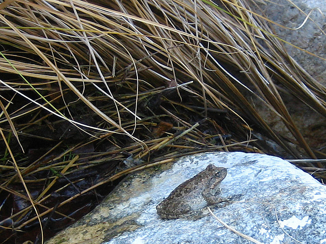 Tiger Creek Frog (9100)