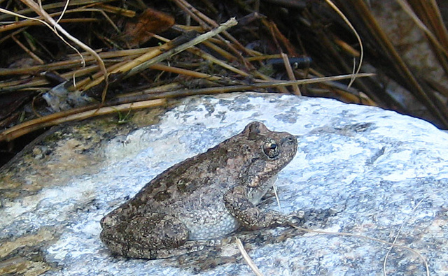 Tiger Creek Frog (9101)