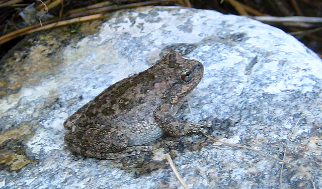 Tiger Creek Frog (9102)