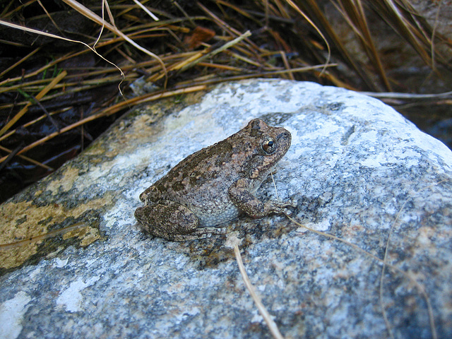 Tiger Creek Frog (9103)