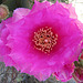 Cactus Flower (0421)