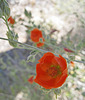 Desert Mallow (0441)