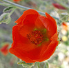 Desert Mallow (0441A)