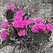 Flowering Cactus (0419A)