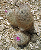 Flowering Mammilaria (0412)