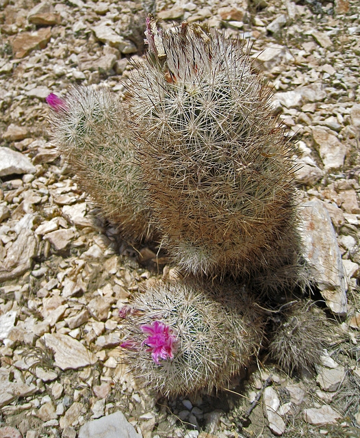 Flowering Mammilaria (0412)
