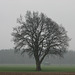 Stark