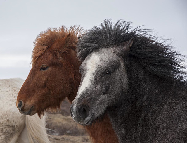 Poneys islandais