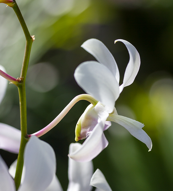 Orchidée blanche