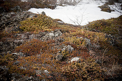 Végétation islandaise printanière