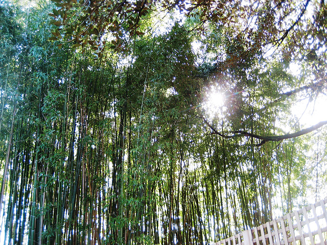 Coimbra, Quinta das Lágrimas, bamboo's garden (1)