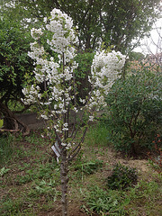 Futures cerises