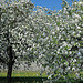 Streuobst - Apfelblüte
