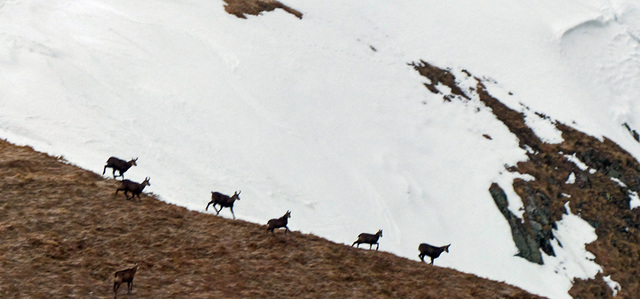 là haut , sur le Honeck...la liberté des chamois