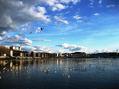 Coimbra, River Mondego, seagulls