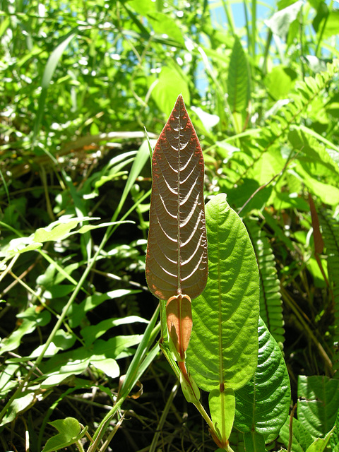 unbekanntes Blatt