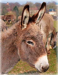 regard