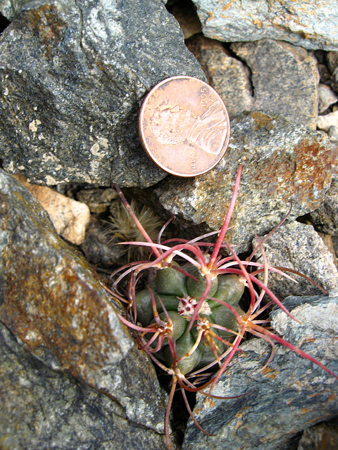 Baby Barrel Cactus (1452)