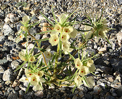 Ghost Flower (1469) Ghost Flower (1469)