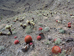 Cholla & Barrel Cactus (7122)