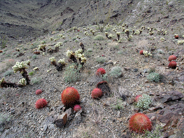 Cholla & Barrel Cactus (7122)