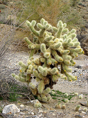 Cholla (1456)