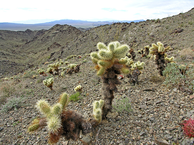 Cholla (7123)