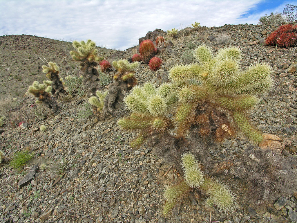 Cholla (7124)