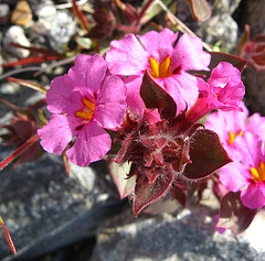 Monkey Flowers (1470) Monkey Flowers (1470)