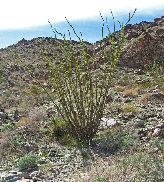 Ocotillo (1436)