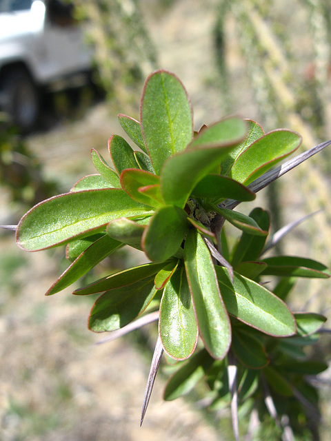 Ocotillo (1441)