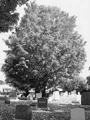 Monsieur Brun dans le vert - Brown among the greenness /   Dans ma ville - Hometown -  12 octobre 2008 / B & W