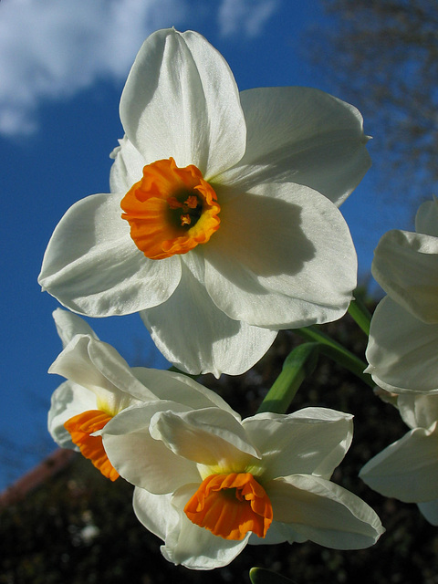 endlich Frühling