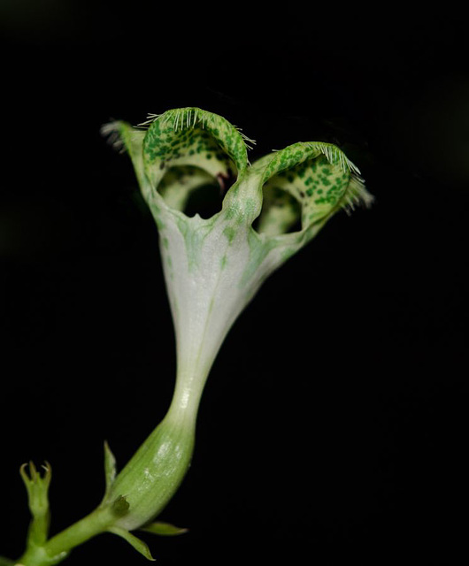 Ceropegia sandersonii