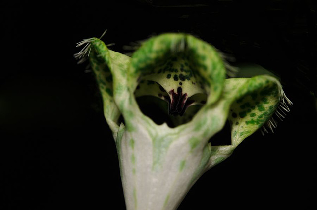 Ceropegia sandersonii