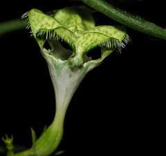 Ceropegia sandersonii