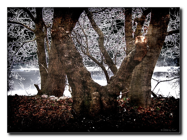 Old Trees